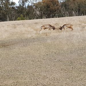 fighting Fallow deer