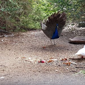 Peafowl, pigeon & Lady Amhurst Pheasant