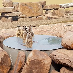 Meerkats