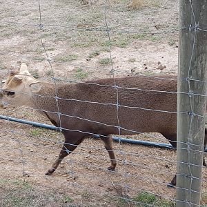 Hog Deer