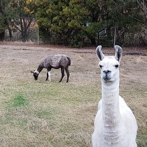 Llamas
