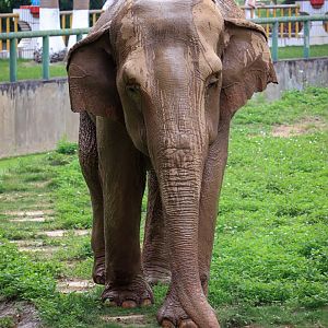 Asian elephant