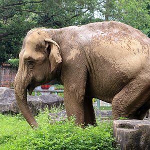 Asian elephant