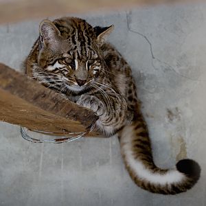 Shehong Zoo - Asian golden cat