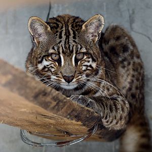 Shehong Zoo - Asian golden cat