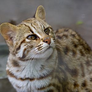 Shehong Zoo - Leopard cat