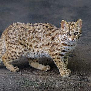 Shehong Zoo - Leopard cat