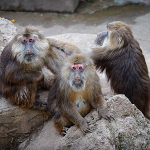 Zigong Colored Lantern Park - Tibetan macaque