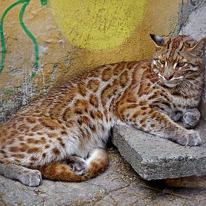 Zigong Colored Lantern Park - Asian golden cat