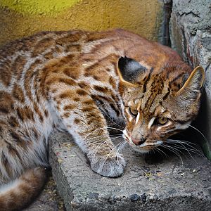 Zigong Colored Lantern Park - Asian golden cat