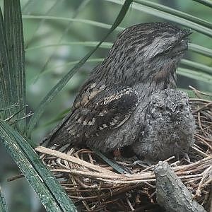 Cute Tawny Frogmouth Chick @ The Bronx Zoo - YouTube