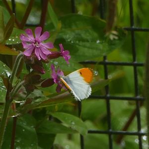 Orange-tip butterfly, April 2019