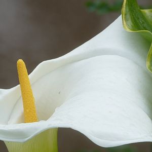 Arum lily, April 2019