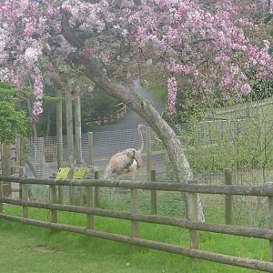 Red-necked ostrich, May 2019