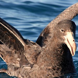 Northern giant petrel