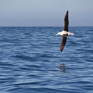 Northern royal albratross