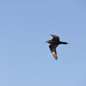 Arctic skua