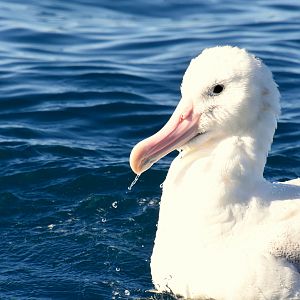 Antipodean albatross