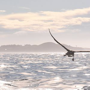 Northern giant petrel