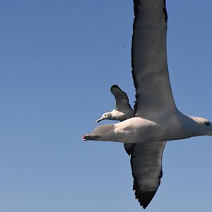 Albatross photobomb
