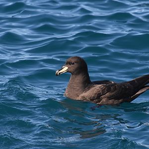 Westland petrel