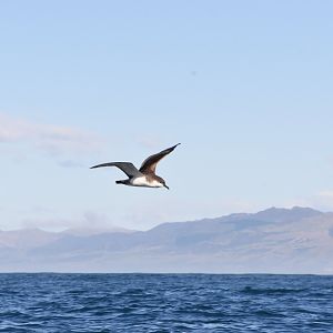 Buller's shearwater