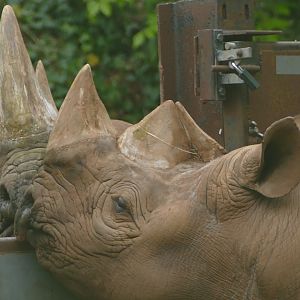 Black rhinos, May 2019