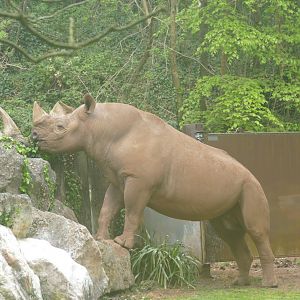 Black rhinos, May 2019