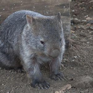 Mainland Wombat / Hamerton / 1-5-19