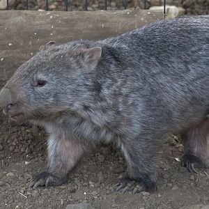 Mainland Wombat / Hamerton / 1-5-19