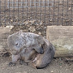 Mainland Wombat / Hamerton / 1-5-19