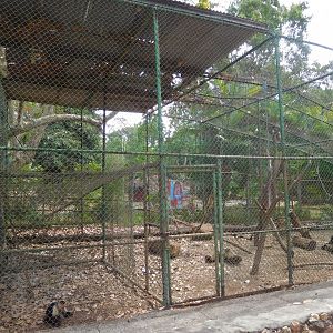 Capuchin enclosure