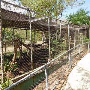 Enclosure row for small carnivores and currasows