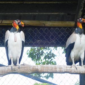 King vultures