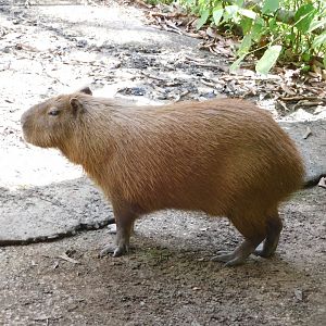 Lesser capybara