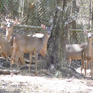 White-tailed deers
