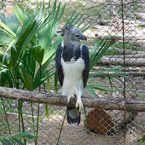 Harpy eagle