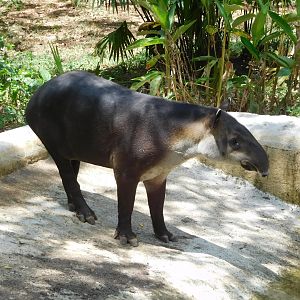 Baird's tapir