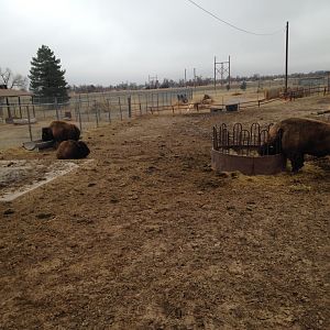 Bison Exhibit
