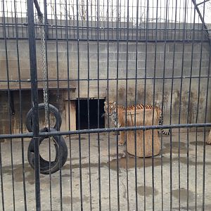 Tiger Enclosure