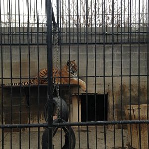 Tiger Enclosure