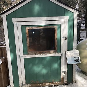 African Spurred Sulcata