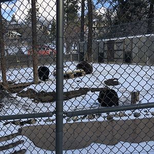 Grizzly Bear Exhibit