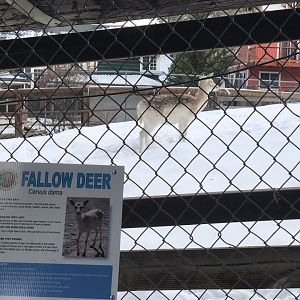 Fallow Deer Exhibit