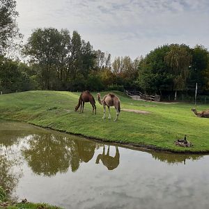 Dromedary-enclosure - and incubating Black swan