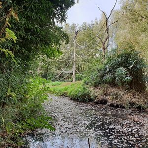 Spider and Squirrel monkey island