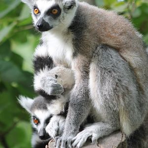 Ring-tailed lemurs