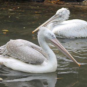 Caspian pelicans