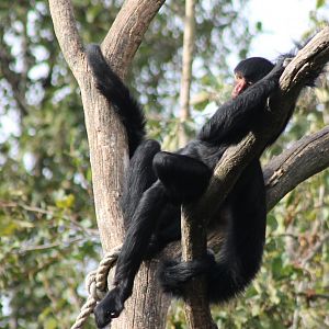 Relaxing Spider monkey