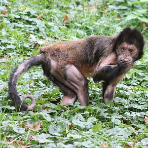 Yellow-breasted capuchin
